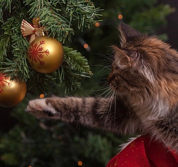 Fêter Noël avec votre animal 