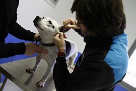 Consultations vétérinaires