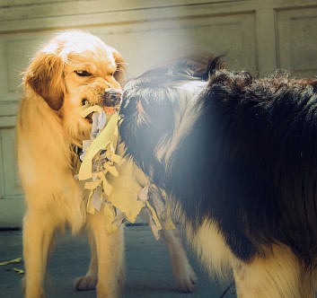 CONFINEMENT : MES CHIENS SE BATTENT ! QUE FAIRE ?