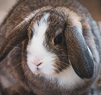 SOS : MON LAPIN EST INQUIET DEPUIS LE CONFINEMENT.