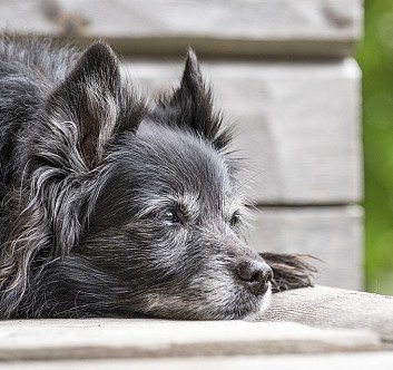 Mon vieux chien, mon vieux chat, semblent bizarres depuis le début du confinement. Que se passe-t-il ?