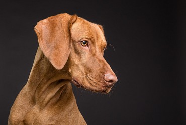 SOS : Mon chien a peur de l'orage 